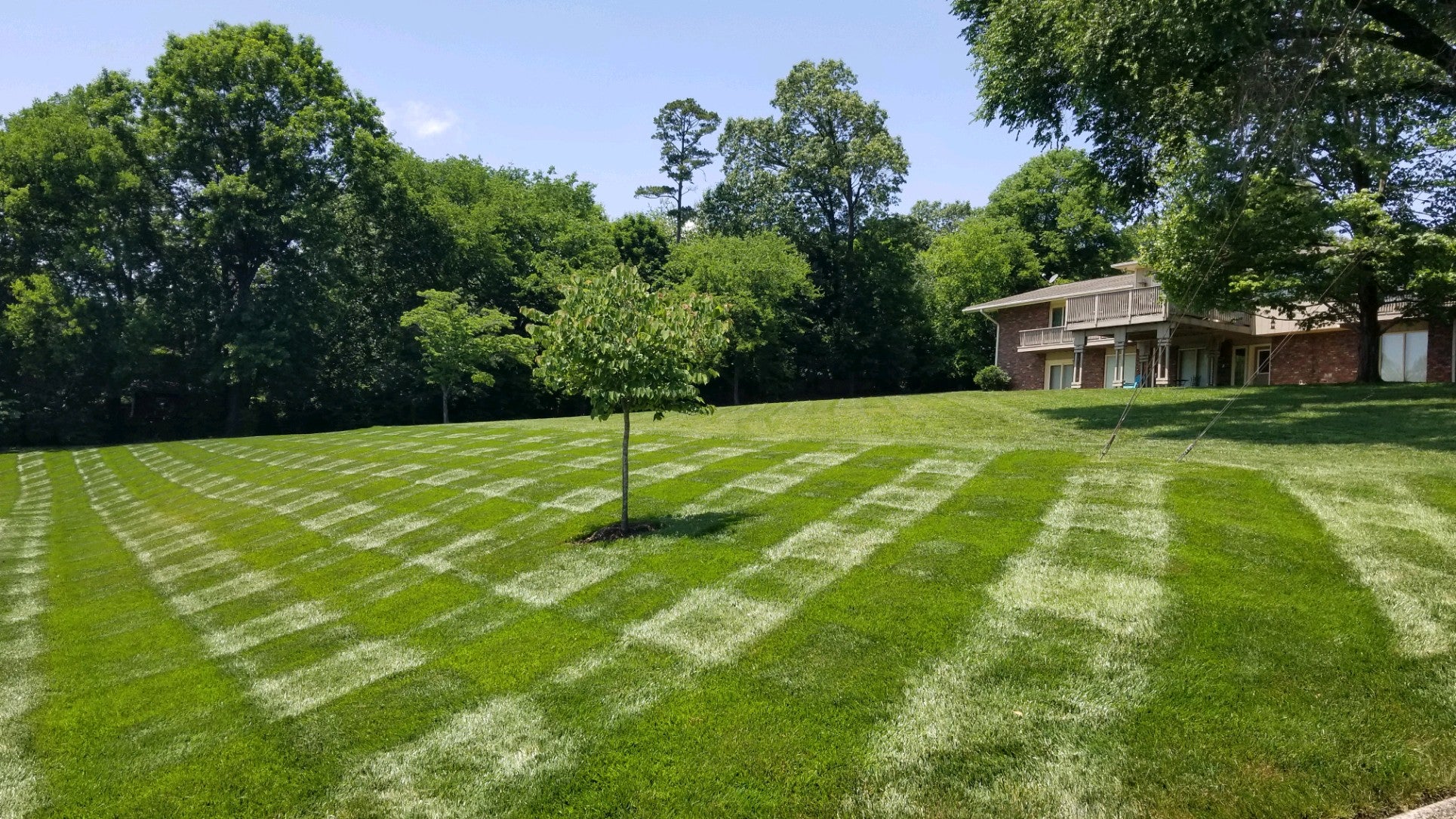 Lush green yard freshly cut with stripe pattern and a small tree in the middle. sunny and with trees in the background.