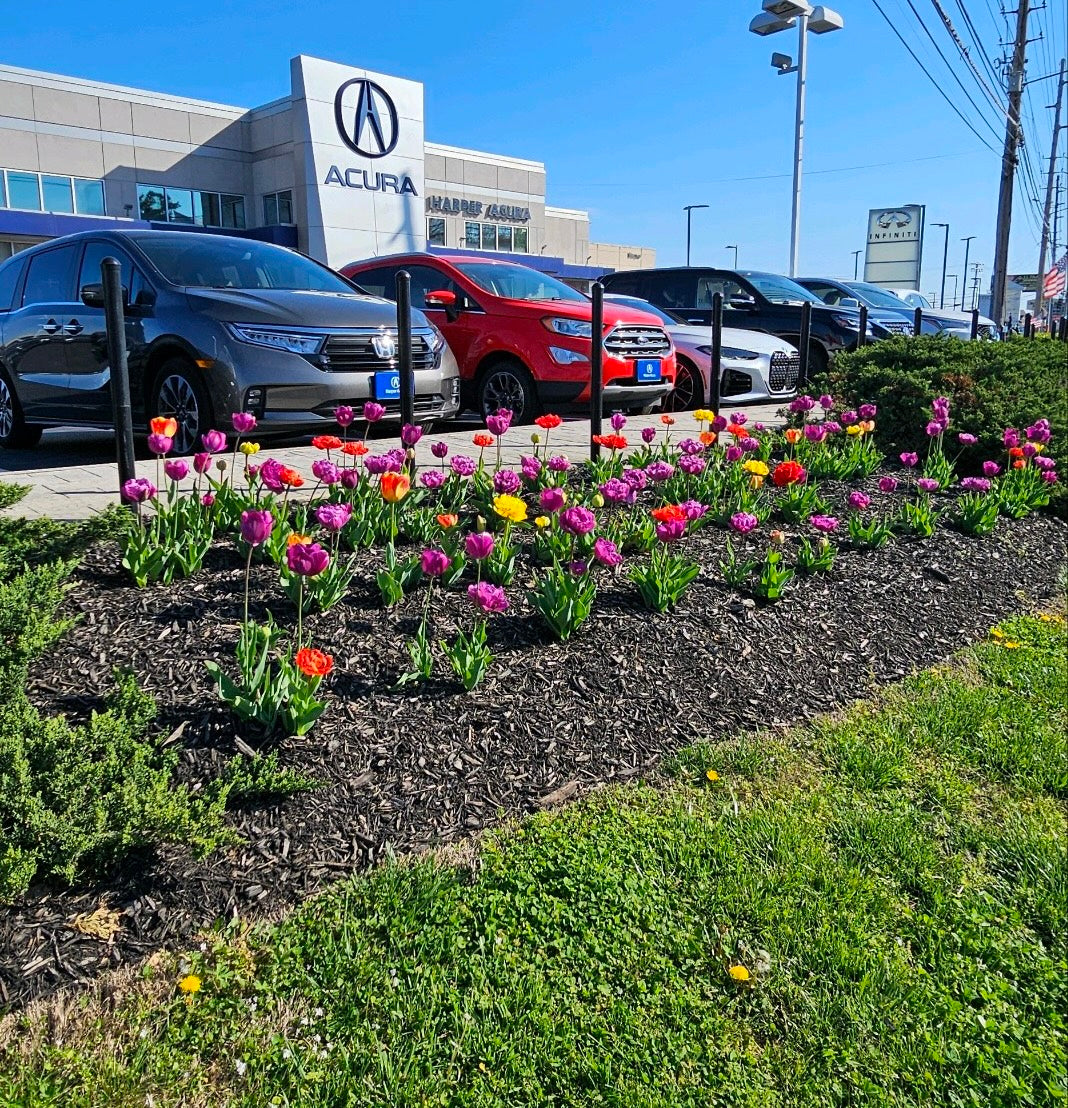 Car dealership slightly diagonal with grass in very front, flowerbed with colorfull tulips in middle, and cars behind it. Building in background. blue sky.