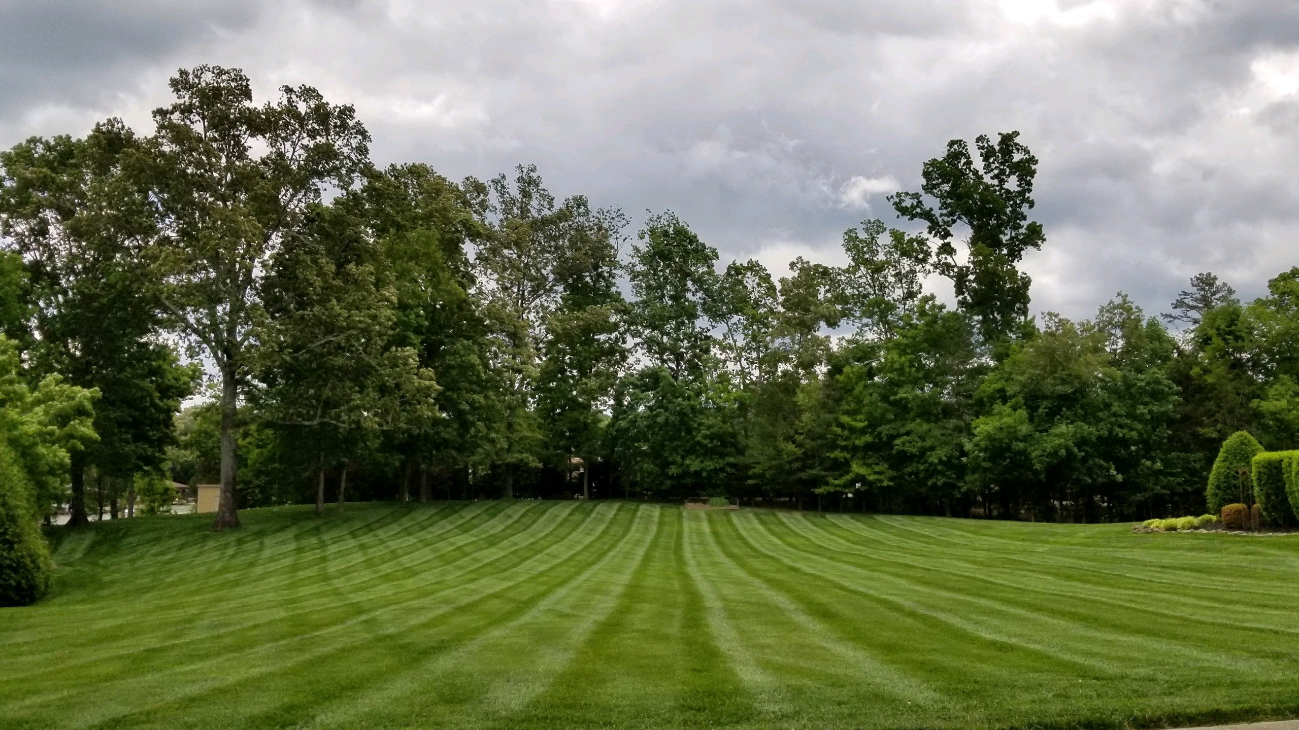 large green lush patterned yard with lots of tall trees in background. Cloudy weather.