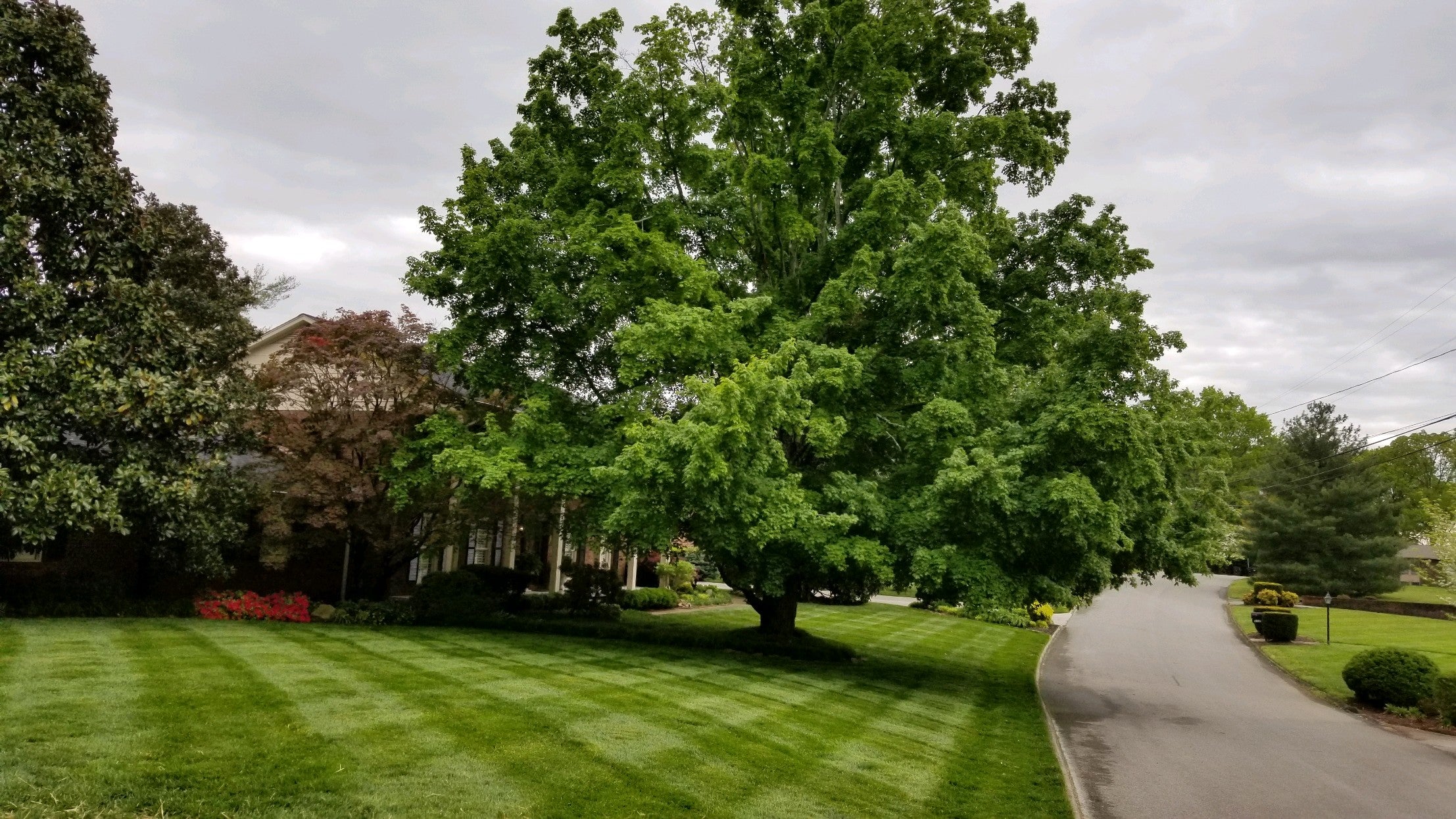 picture of lush green striped lawn Large tree in middle of yard. road on right side. house in baack on left barely visable through big tree.