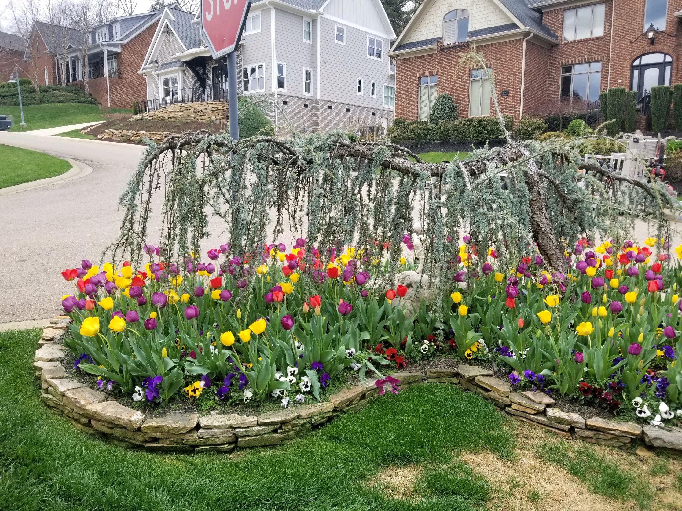 image of flower bed with lots of colorful tulips in foreground. three homes in background across a street. green grass in very front.