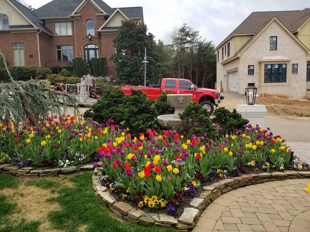 Two flower beds full of differnet colored tulips with a few bushes. two houses in background across a road.