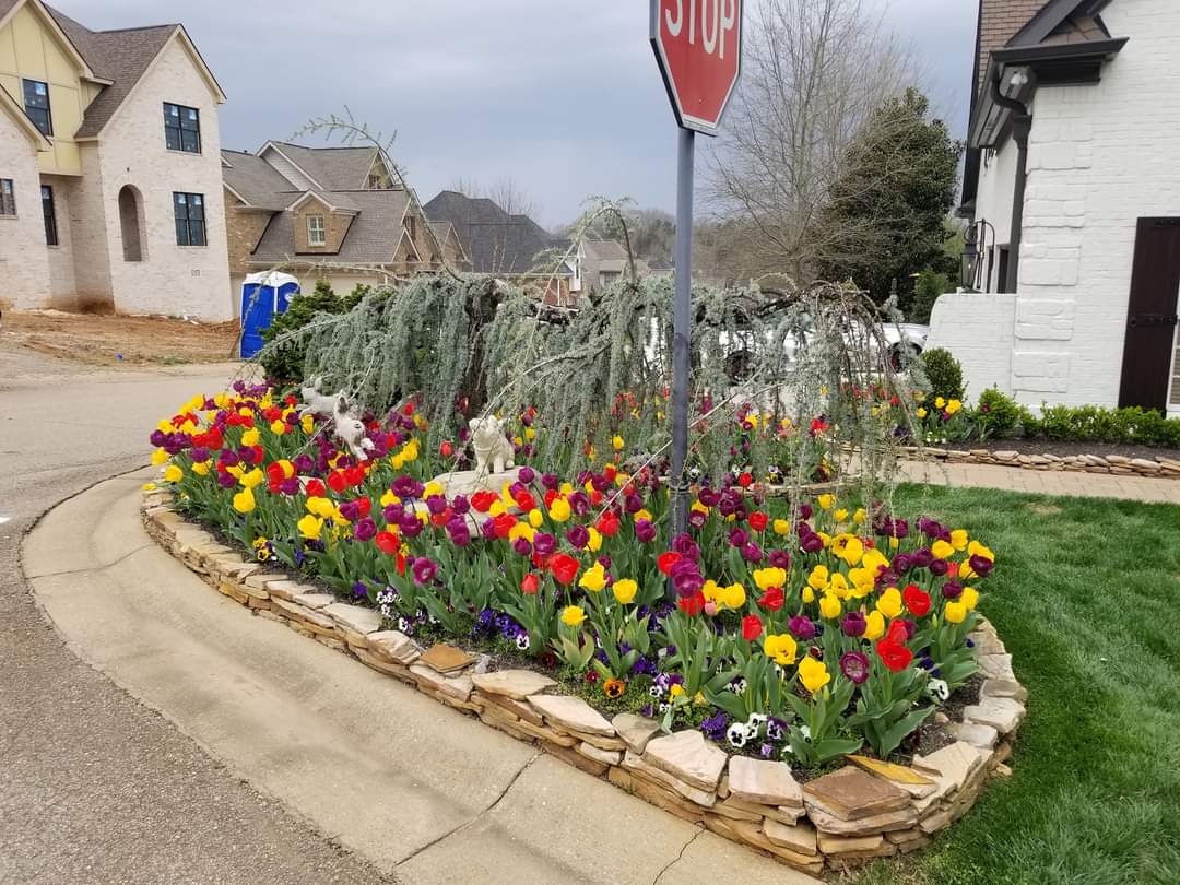 image of flower bed with lots of colorful tulips in foreground. three homes in background across a street. green grass in right side