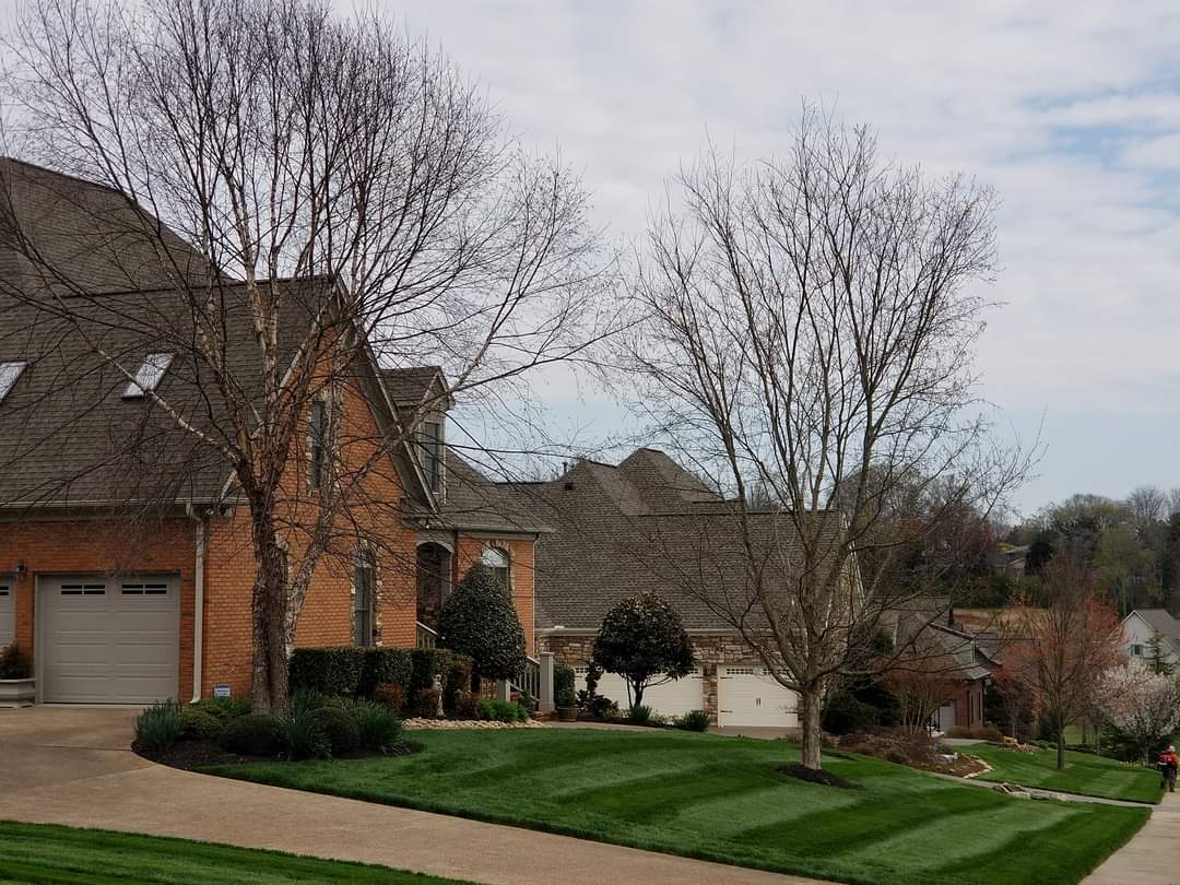 diagonal view of brick house with striped green yard. a few trees without leaves in yard. 