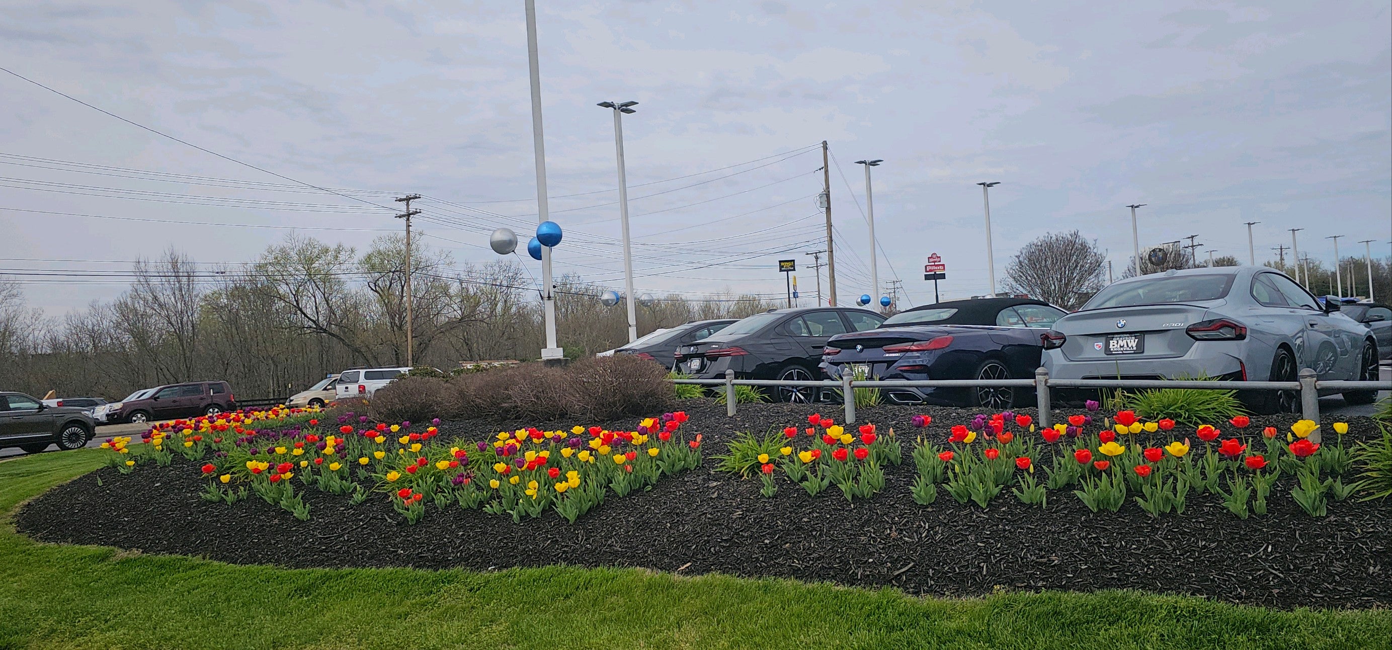 picture of car dealership with grass and flower bed. lots of colorful tulips in flowerbed and cars in background behind flowers. cloudy weather