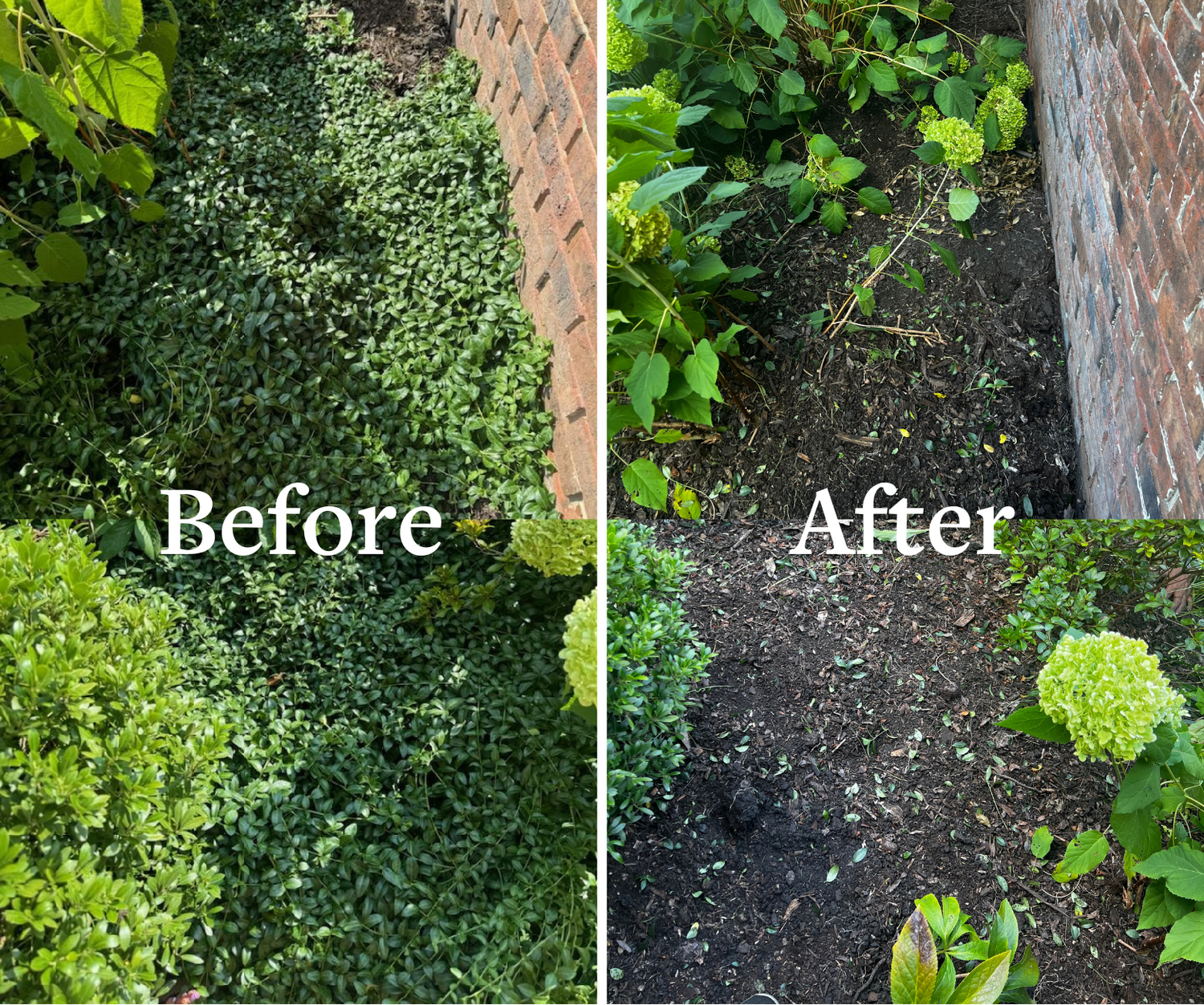 Before and after of total weed removal. Flower bed next to brick wall with bushes on edges.