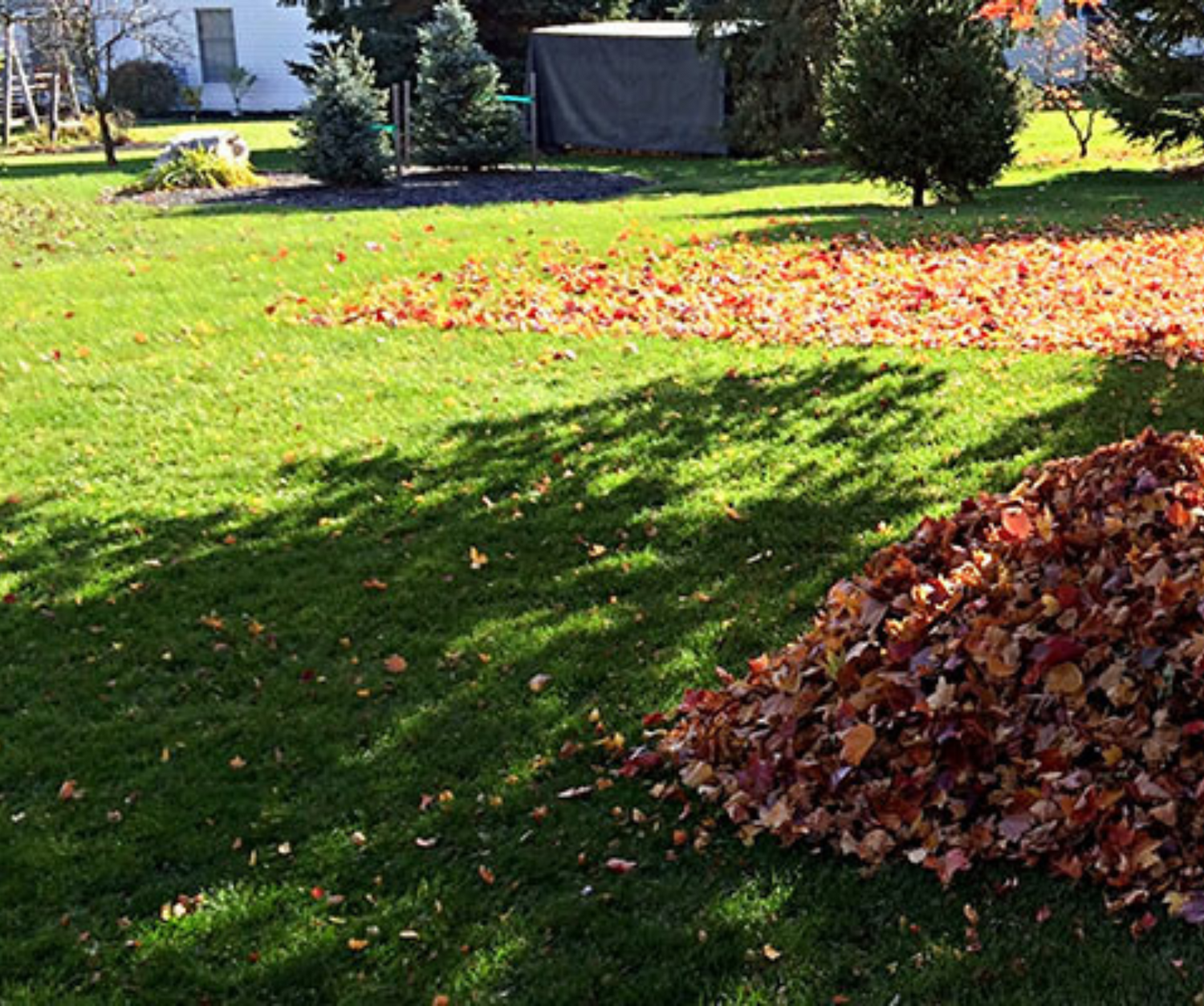 green lawn in shade with a pile of leaves, sunny, a few small trees in the background 