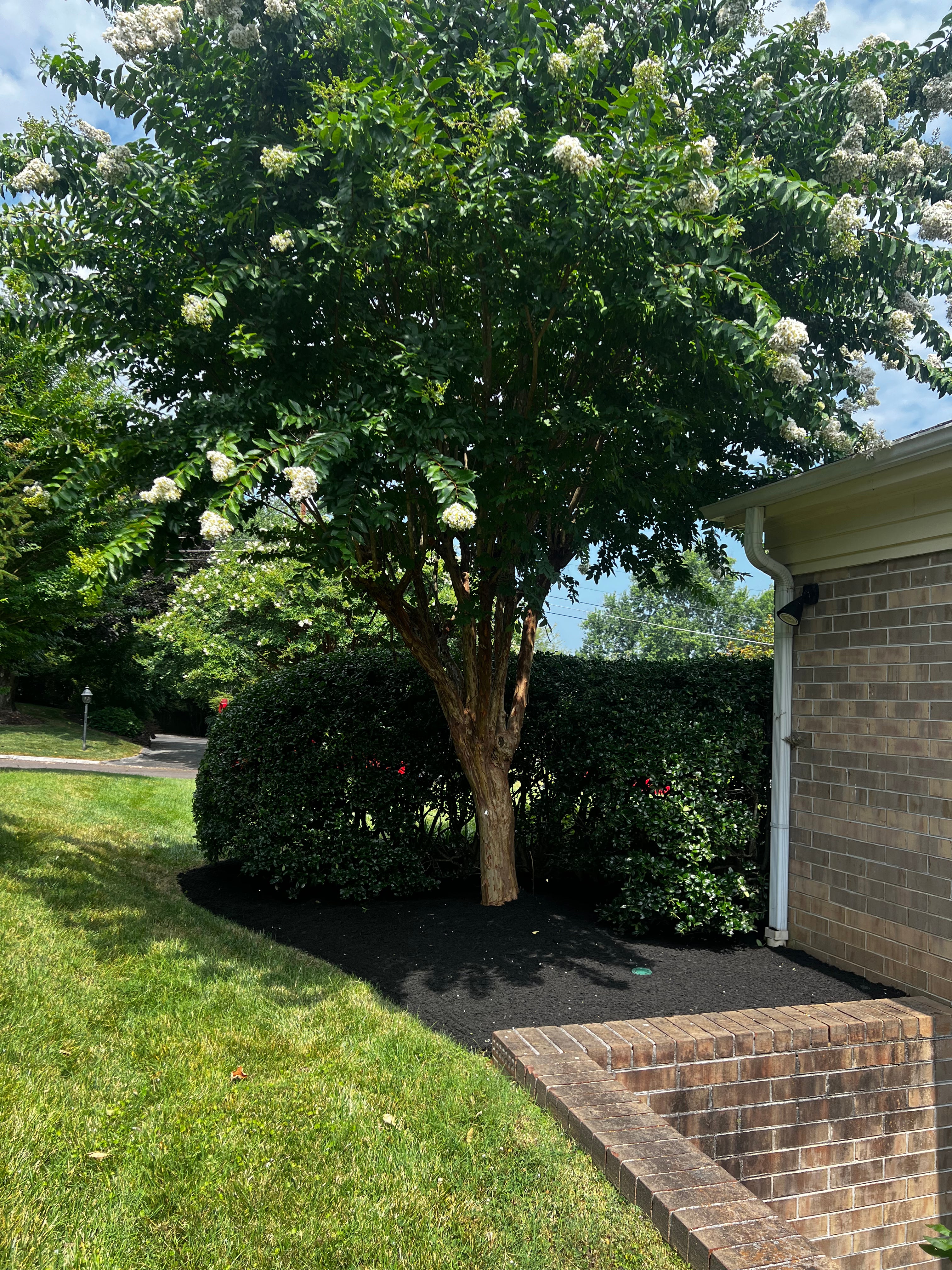 Corner of house with large freshly trimmed bush and tree. New mulch. Green grass on side.