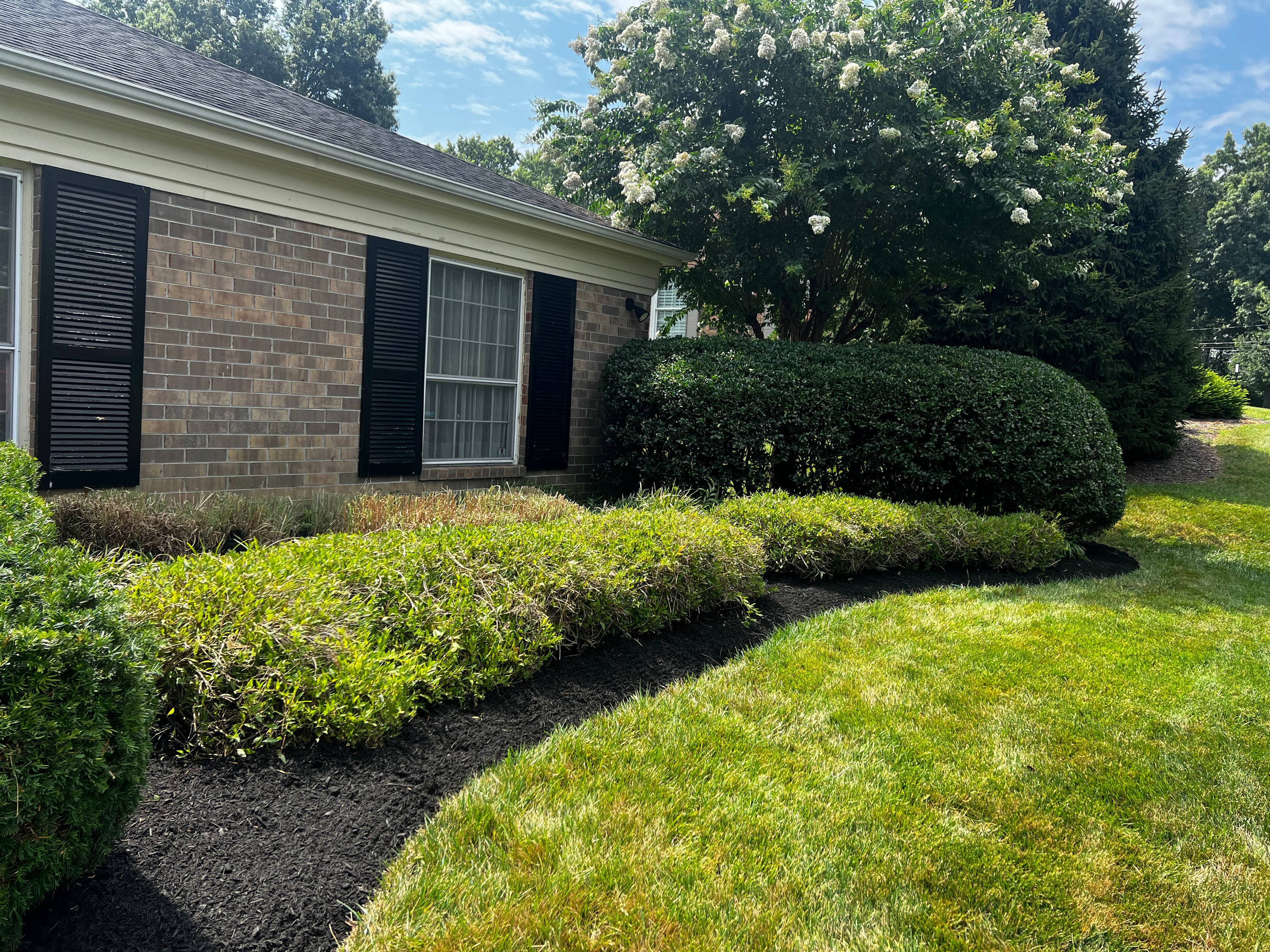 Green lawn next to flower bed and corner of home. Lots of freshly trimmed green bushes with new black mulch in flower bed. two trees in background.